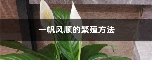 一帆风顺的繁殖方法