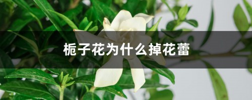 栀子花为什么掉花蕾